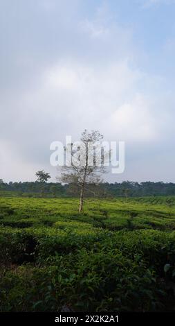 Une vaste étendue de jardins de thé dans la région de Wonosari à Malang avec un arbre au milieu et un ciel bleu dans l'après-midi Banque D'Images