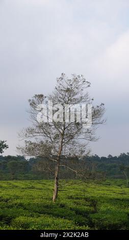 Une vaste étendue de jardins de thé dans la région de Wonosari à Malang avec un arbre au milieu et un ciel bleu dans l'après-midi Banque D'Images