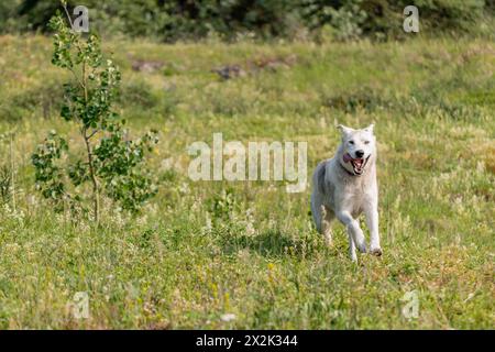 Chien de compagnie vu à l'extérieur au Canada pendant l'été, courant avec la bouche ouverte et regard heureux sur le visage. Banque D'Images