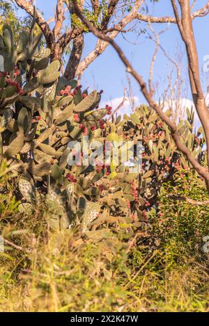 Cactus sauvages vus dans le Queensland, en Australie, avec fleurs roses et rouges en fleurs. Vert flou, brousse, arrière-plan sauvage. Banque D'Images