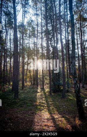 Cette image capture l'essence d'une forêt de pins sereins se prélassant dans la lumière dorée d'un coucher ou d'un soleil levant. Les rayons du soleil traversent les pins hauts et minces, projetant de longues ombres sur le sol de la forêt et créant un jeu harmonieux de lumière et d'obscurité. La scène évoque un sentiment de calme et de solitude, avec le soleil agissant comme un projecteur naturel sur la beauté de la forêt. Rayons de soleil à travers la forêt de pins. Photo de haute qualité Banque D'Images