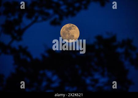 Une pleine lune de couleur chaude se levant parmi les branches d'arbres peu après le coucher du soleil. Banque D'Images