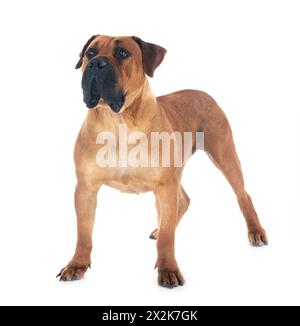 Race rare boerboel sud-africain posant devant un fond blanc Banque D'Images