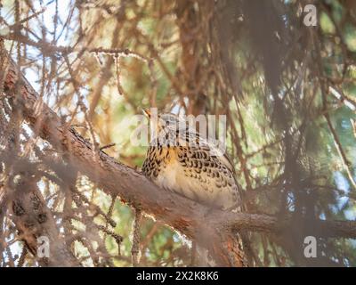 Fieldbird est assis sur une branche au printemps avec un arrière-plan flou. Champ, Turdus pilaris. Banque D'Images