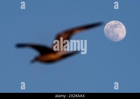 Istanbul, Turquie. 21 avril 2024. Une mouette vole à la pleine lune dans la soirée. (Photo par Onur Dogman/SOPA images/SIPA USA) crédit : SIPA USA/Alamy Live News Banque D'Images