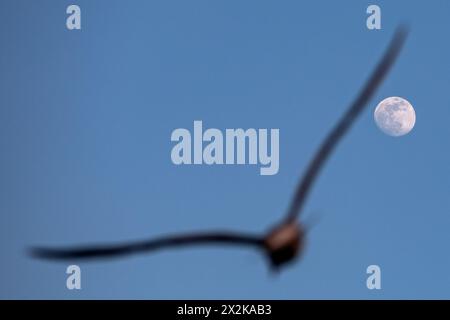 Istanbul, Turquie. 21 avril 2024. Une mouette vole à la pleine lune dans la soirée. (Photo par Onur Dogman/SOPA images/SIPA USA) crédit : SIPA USA/Alamy Live News Banque D'Images