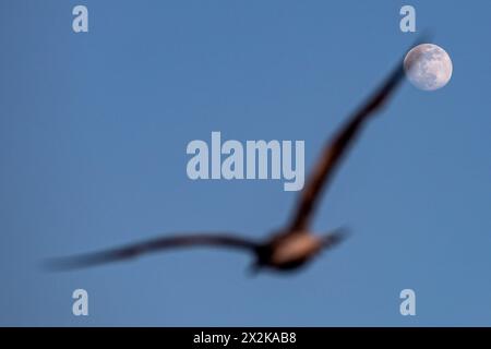 Istanbul, Turquie. 21 avril 2024. Une mouette vole à la pleine lune dans la soirée. (Photo par Onur Dogman/SOPA images/SIPA USA) crédit : SIPA USA/Alamy Live News Banque D'Images