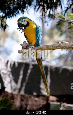 Le maca bleu et or a le dos et le dessus des plumes de la queue du maca bleu et or sont bleu brillant ; le dessous de la queue est jaune olive. Banque D'Images