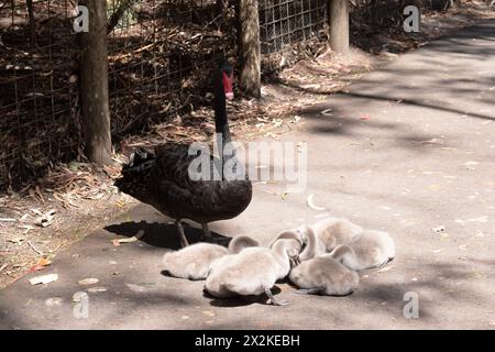 Les cygnets sont gris lorsqu'ils éclosent avec des becs noirs et deviennent progressivement bruns au cours des six premiers mois au cours desquels ils apprennent à voler. le cygne est blac Banque D'Images