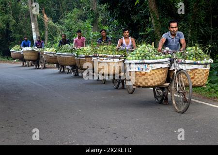 Rajshahi, Bangladesh. 23 avril 2024, Chapainawabganj, Rajshahi, Bangladesh : les agriculteurs transportent des bicyclettes chargées de mangues pour les vendre sur un marché du Kansat, Chapainawabganj, Bangladesh. L'utilisation de vélos réduit les coûts de transport pour ceux qui peuvent transporter jusqu'à 400 mangues sur chaque vélo. Les mangues sont chargées dans des vélos et poussées tout le chemin à travers une forêt jusqu'au plus grand marché de mangue - Kansat. Après avoir cueilli les fruits des arbres, les producteurs de mangues les emmènent au marché en accrochant deux paniers de chaque côté de leurs vélos. Crédit : ZUMA Press, Inc/Alamy Live News Banque D'Images