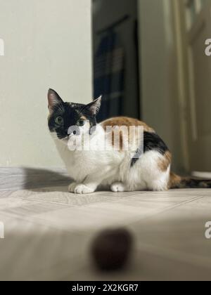 Un chat curieux à fourrure blanche, brune et noire est assis sur le sol près d'un jouet de balle floue et regarde directement la caméra. Banque D'Images