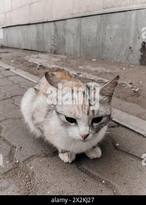 Un chat mignon est assis sur le trottoir avec une expression sérieuse sur son visage. Banque D'Images