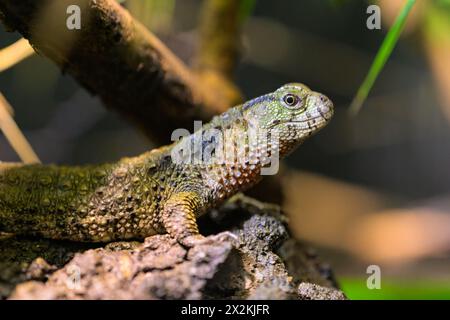 Un lézard crocodile chinois (Shinisaurus crocodilurus) reposant sur une bûche, zoo à Vienne (Autria) Banque D'Images