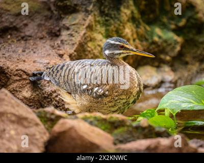 Un Sunbittern marchant sur le sol dans un zoo à Vienne Autriche Autriche Banque D'Images