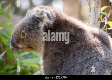 Le Koala a une grande tête ronde, de grandes oreilles de fourrure et un gros nez noir. Leur fourrure est habituellement de couleur gris-brun avec la fourrure blanche sur la poitrine, les bras intérieurs, Banque D'Images