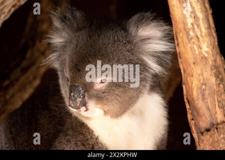 Le Koala a une grande tête ronde, de grandes oreilles de fourrure et un gros nez noir. Leur fourrure est habituellement de couleur gris-brun avec la fourrure blanche sur la poitrine, les bras intérieurs, Banque D'Images