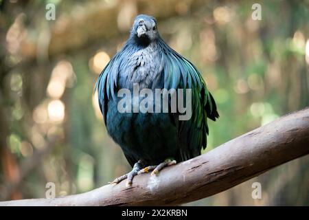 La pigmentation générale du pigeon nicobar est vert foncé irisé, avec une queue blanche courte. Le plumage du cou est vert avec du copéry et du vert Banque D'Images