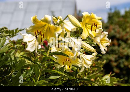 Lilium 'Conca d'Or' est un lis aux fleurs blanches et jaunes (hybride OT) Banque D'Images