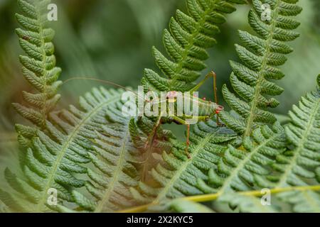 Steropleurus pseudolus Saddle Bush-cricket Grand sauterelle sans ailes vertes. endémique. lumière naturelle Banque D'Images