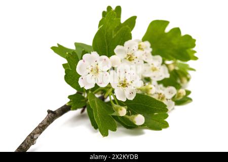 L'aubépine (Crataegus monogyna) fleurs isolé sur fond blanc Banque D'Images