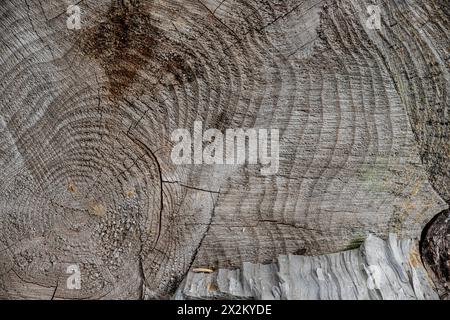 Texture en noyer.Arrière-plan de texture des planches de noyer super longues.Elément de texture. Banque D'Images