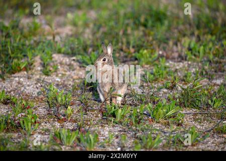 Zoologie, mammifère (mammalia), lapin européen (Oryctolagus cuniculus) dans un champ près d'Achern, ADDITIONAL-RIGHTS-LEARANCE-INFO-NOT-AVAILABLE Banque D'Images