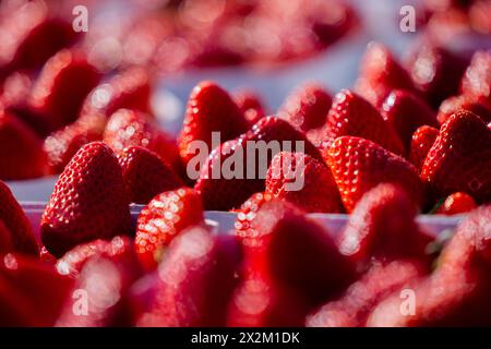 Wachtberg, Allemagne. 23 avril 2024. Les fraises sont prêtes à l'ouverture de la saison des fraises dans un champ de la ferme Obstbau Häger. Crédit : Rolf Vennenbernd/dpa/Alamy Live News Banque D'Images