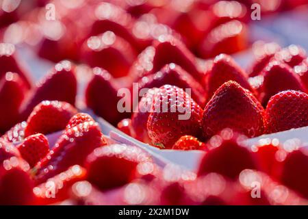 Wachtberg, Allemagne. 23 avril 2024. Les fraises sont prêtes à l'ouverture de la saison des fraises dans un champ de la ferme Obstbau Häger. Crédit : Rolf Vennenbernd/dpa/Alamy Live News Banque D'Images