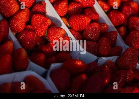 Wachtberg, Allemagne. 23 avril 2024. Les fraises sont prêtes à l'ouverture de la saison des fraises dans un champ de la ferme Obstbau Häger. Crédit : Rolf Vennenbernd/dpa/Alamy Live News Banque D'Images