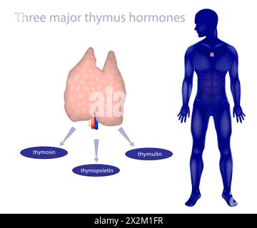 Hormones thymiques majeures. thymosine, thymopoïétine et thymuline Illustration de Vecteur