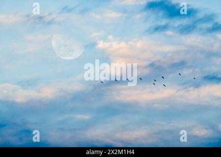 Une pleine lune se lève dans Un ciel bleu de jour coloré au coucher du soleil Banque D'Images