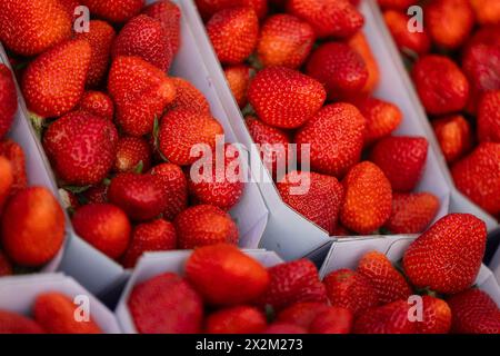 Wachtberg, Allemagne. 23 avril 2024. Les fraises sont prêtes à l'ouverture de la saison des fraises dans un champ de la ferme Obstbau Häger. Crédit : Rolf Vennenbernd/dpa/Alamy Live News Banque D'Images