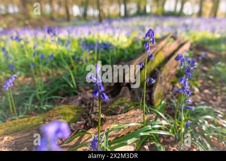 Spring UK et un tronc d'arbre tombé avec des cloches bleues, dans la forêt à l'extérieur de Henley. Banque D'Images