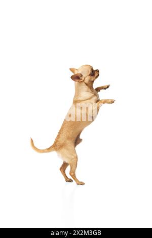 Ludique petit chihuahua se tient sur ses pattes arrière sur fond blanc de studio. Un chiot de race pure prend une posture drôle. Banque D'Images