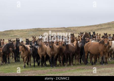 Cheval sauvage steppe Kazakhstan Zhabe troupeau équin Banque D'Images