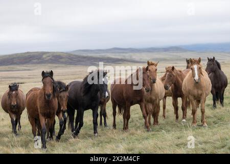 Cheval sauvage steppe Kazakhstan Zhabe troupeau équin Banque D'Images