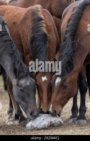 Cheval sauvage steppe Kazakhstan Zhabe troupeau équin Banque D'Images