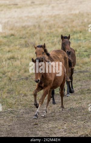 Cheval sauvage steppe Kazakhstan Zhabe troupeau équin Banque D'Images