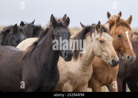 Cheval sauvage steppe Kazakhstan Zhabe troupeau équin Banque D'Images