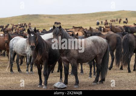 Cheval sauvage steppe Kazakhstan Zhabe troupeau équin Banque D'Images