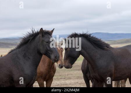 Cheval sauvage steppe Kazakhstan Zhabe troupeau équin Banque D'Images