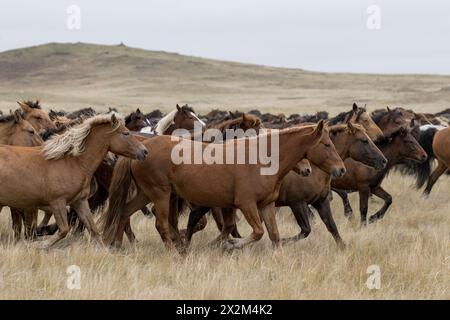 Cheval sauvage steppe Kazakhstan Zhabe troupeau équin Banque D'Images