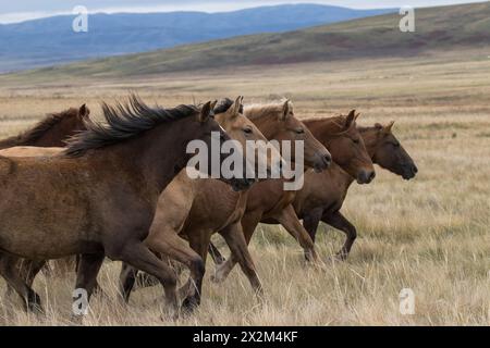 Cheval sauvage steppe Kazakhstan Zhabe troupeau équin Banque D'Images