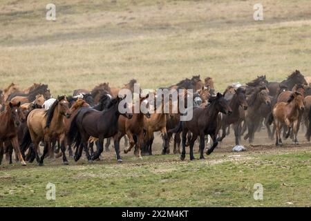 Cheval sauvage steppe Kazakhstan Zhabe troupeau équin Banque D'Images