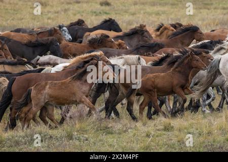 Cheval sauvage steppe Kazakhstan Zhabe troupeau équin Banque D'Images