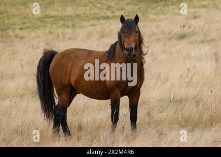 Cheval sauvage steppe Kazakhstan Zhabe troupeau équin Banque D'Images