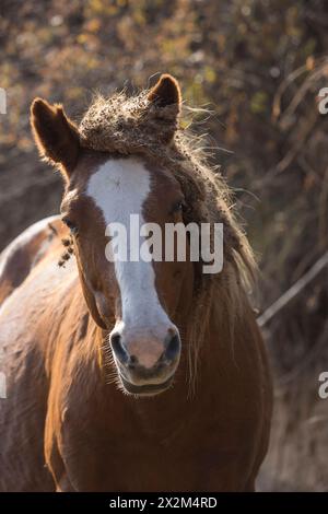 Cheval sauvage steppe Kazakhstan Zhabe troupeau équin Banque D'Images