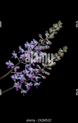 Vue rapprochée de fleurs violettes et blanches d'orchidées épiphytes tropicales seidenfadenia mitrata isolées sur fond noir Banque D'Images