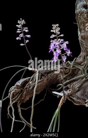 Vue rapprochée de l'espèce d'orchidée épiphyte tropicale en fleurs seidenfadenia mitrata poussant sur du bois isolé sur fond noir Banque D'Images