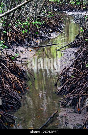 Une petite voie navigable traverse le milieu de la forêt de mangroves. Image verticale de la forêt de mangrove. Banque D'Images